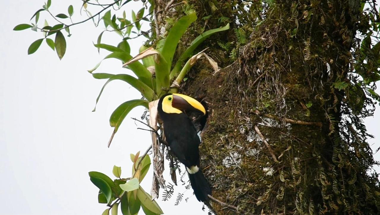 Villa Tucan La Fortuna Εξωτερικό φωτογραφία