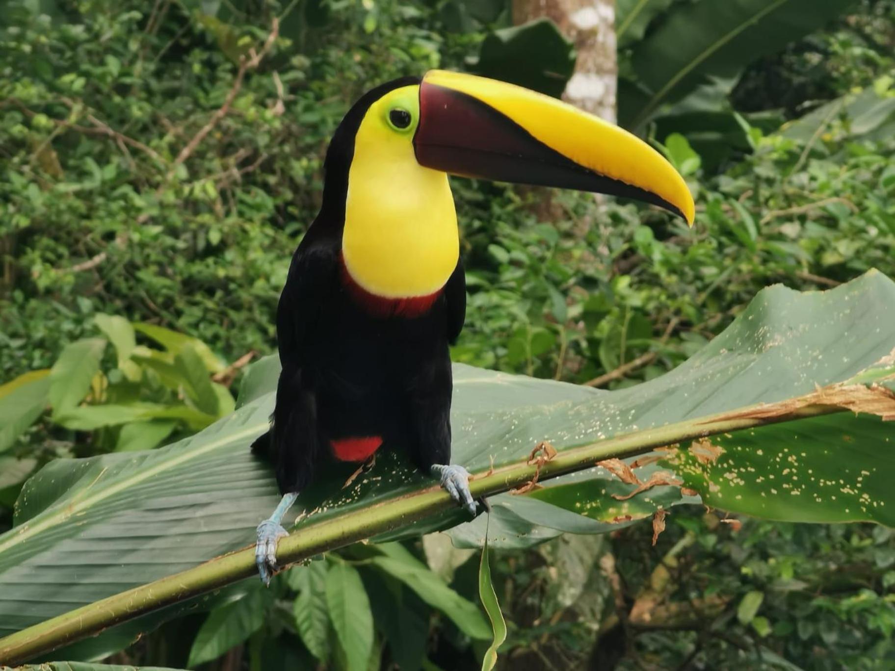 Villa Tucan La Fortuna Εξωτερικό φωτογραφία
